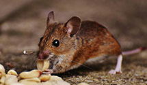 gopher-and-mole-control Experts in Pardeesville